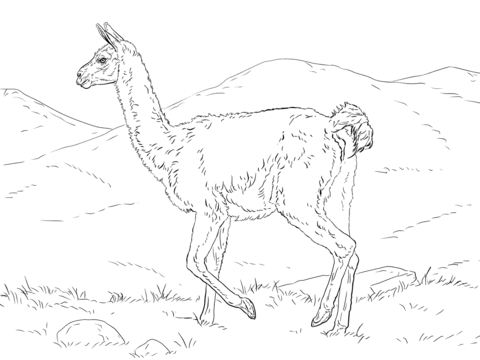 Realistic Guanaco Coloring Page